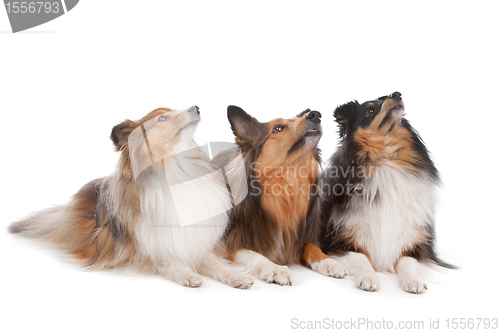 Image of Shetland Sheepdogs