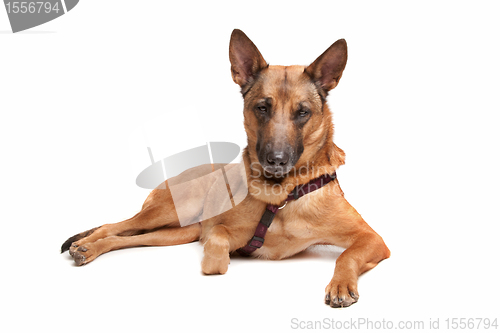 Image of Belgian Shepherd