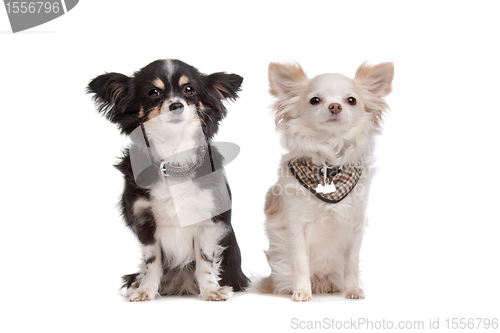 Image of chihuahua
