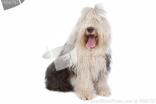 Image of Old English Sheepdog