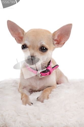 Image of chihuahua