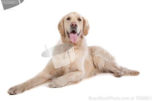 Image of golden retriever