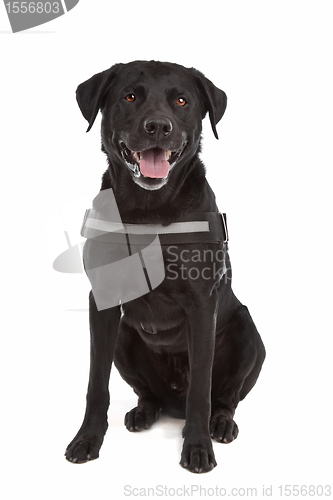 Image of mix breed dog, Labrador, Rottweiler