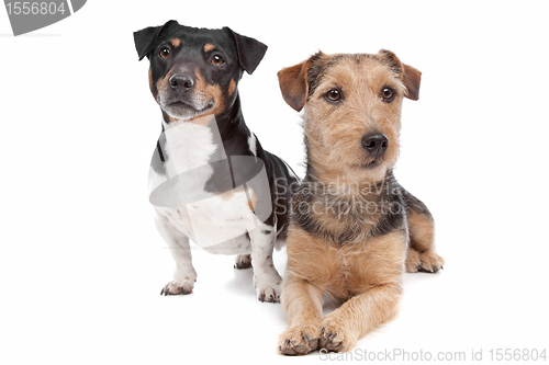 Image of Jack Russel Terrier dog and a mixed breed dog