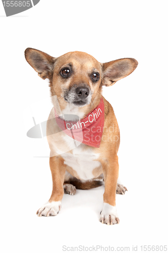 Image of mixed breed dog