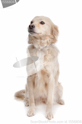 Image of mixed breed dog