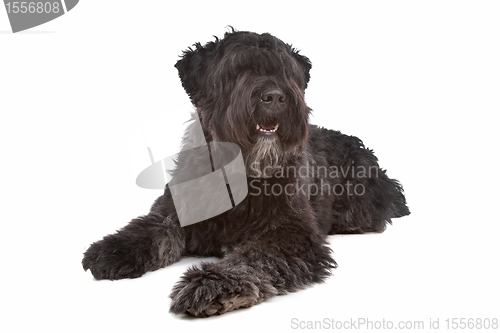 Image of Bouvier des Flandres