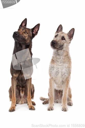 Image of two Belgian shepherd dogs