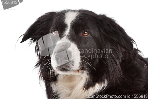 Image of border collie sheepdog