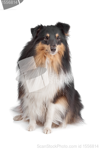 Image of shetland sheepdog