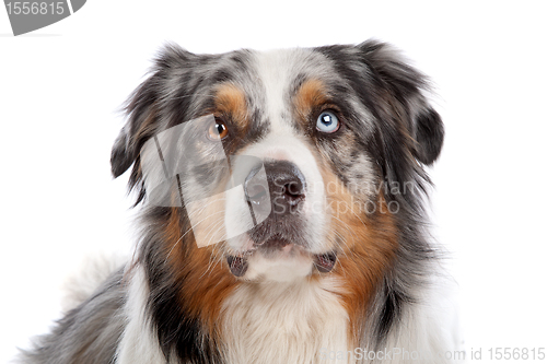 Image of Australian Shepherd