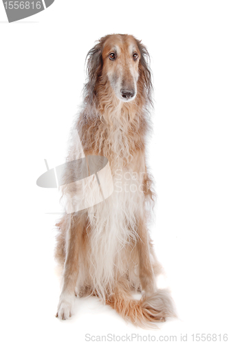 Image of Borzoi or Russian Wolfhound