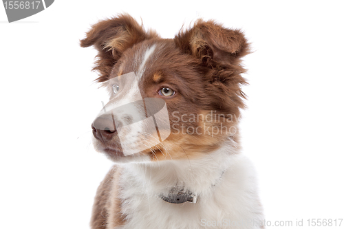 Image of border collie puppy
