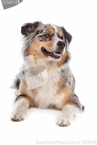 Image of Australian Shepherd