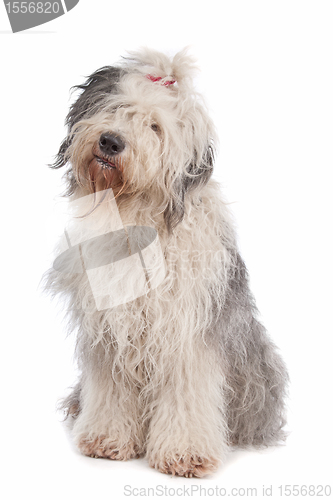 Image of Old English Sheepdog