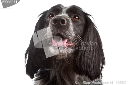 Image of mixed breed dog.border collie, cocker spaniel