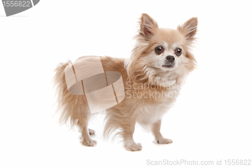 Image of Long haired chihuahua
