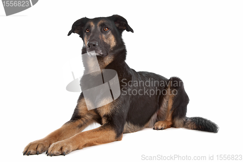 Image of mixed breed shepherd dog