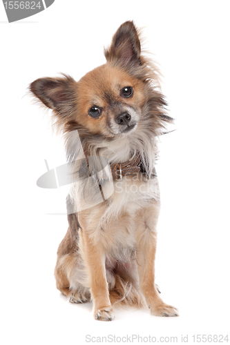 Image of Long haired chihuahua