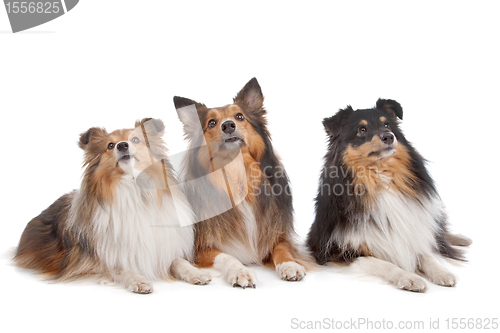 Image of Shetland Sheepdogs