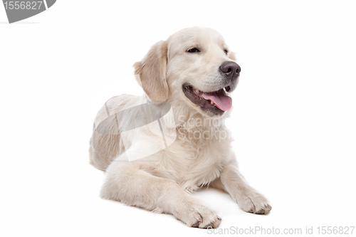 Image of Golden retriever dog