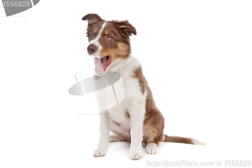 Image of border collie puppy