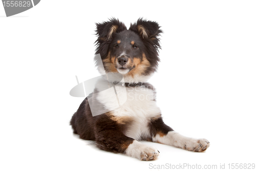 Image of shetland sheepdog