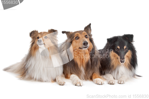 Image of Shetland Sheepdogs