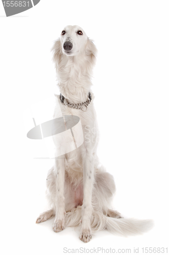 Image of Silken Windhound