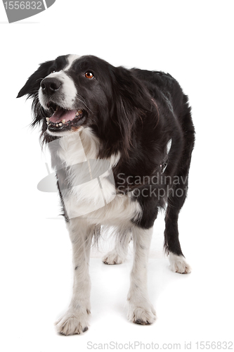 Image of border collie sheepdog