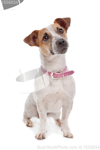 Image of Jack russel Terrier