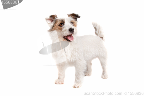 Image of Jack russel Terrier