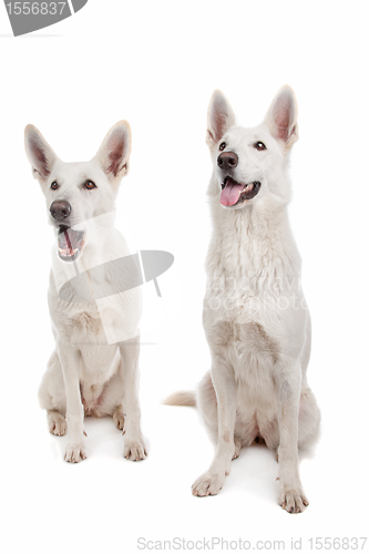 Image of White Shepherd Dog