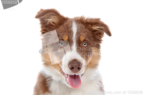 Image of border collie puppy