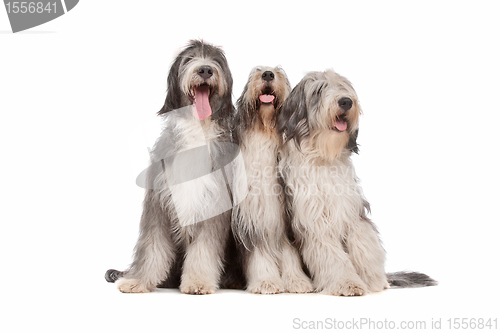 Image of three Bearded Collie dogs