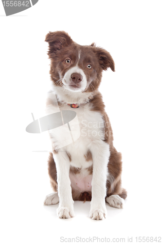 Image of border collie puppy