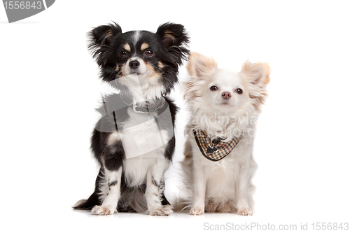 Image of chihuahua