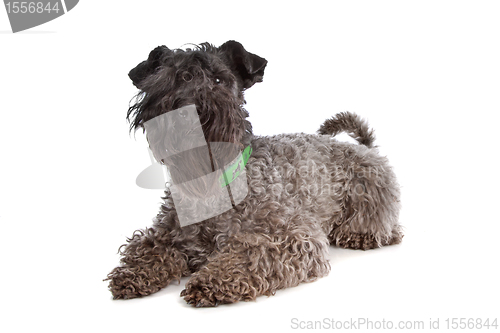 Image of Kerry Blue Terrier