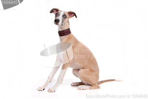 Image of Whippet puppy dog