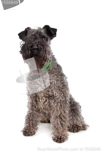 Image of Kerry Blue Terrier