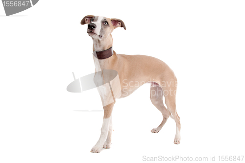 Image of Whippet puppy dog