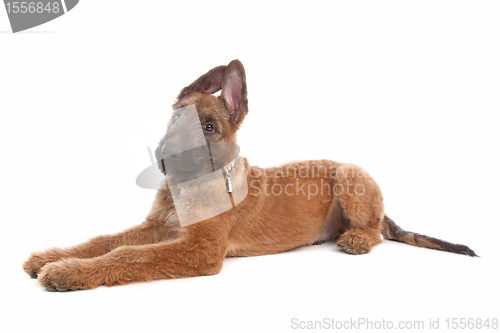 Image of Belgian Shepherd Dog ,Laekenois