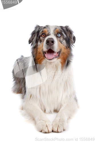 Image of Australian Shepherd