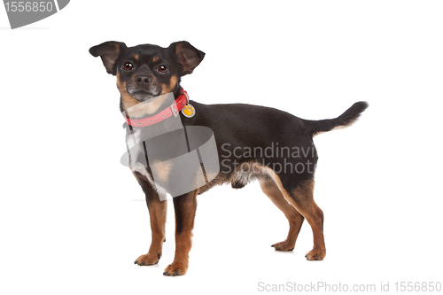 Image of chihuahua