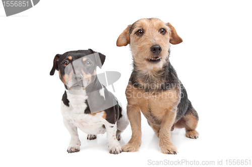 Image of Jack Russel Terrier dog and a mixed breed dog