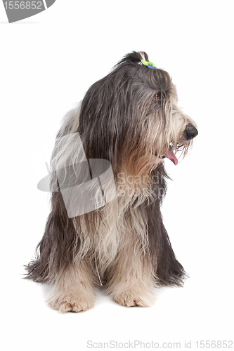 Image of Bearded Collie