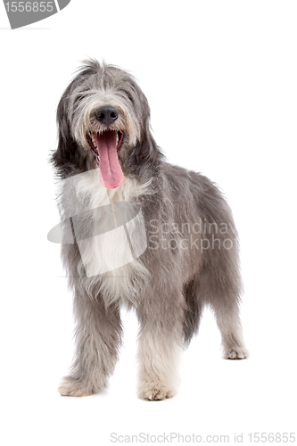 Image of Bearded Collie