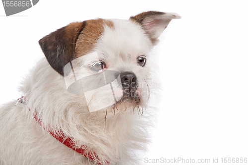 Image of mixed breed dog