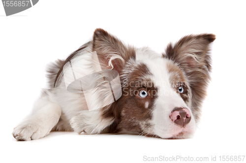 Image of Border collie sheepdog