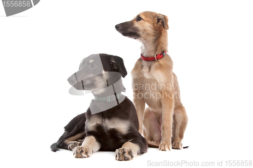 Image of two whippet puppy dogs